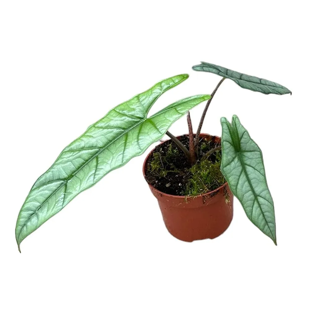 15 cm  Alocasia Heterophylla Corazon House Plant 10,5 cm Pot