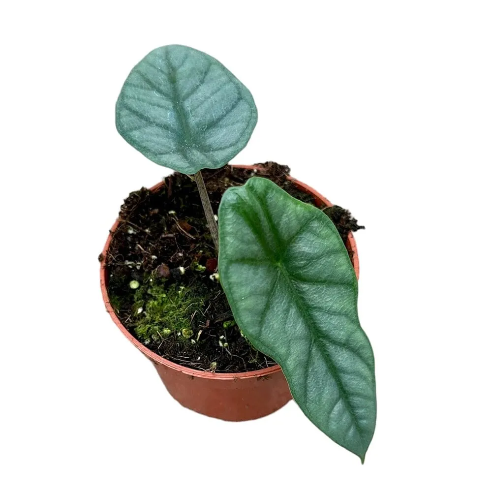 15 cm  Alocasia Heterophylla Corazon House Plant 10,5 cm Pot