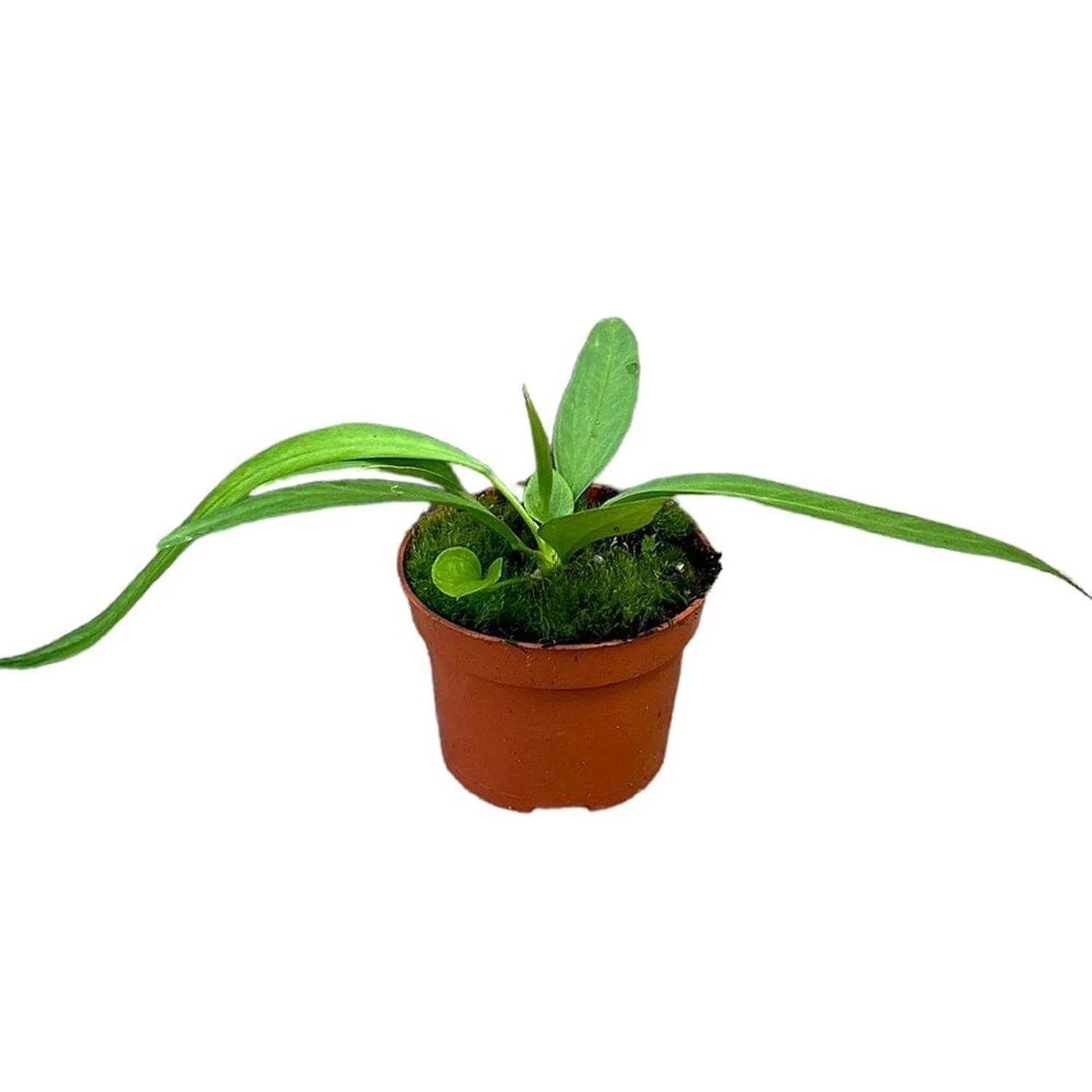 15 cm  Anthurium Vittarifolium House Plant 10,5 cm Pot