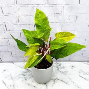 35 - 45cm Philodendron Painted Lady 17cm Pot House Plant