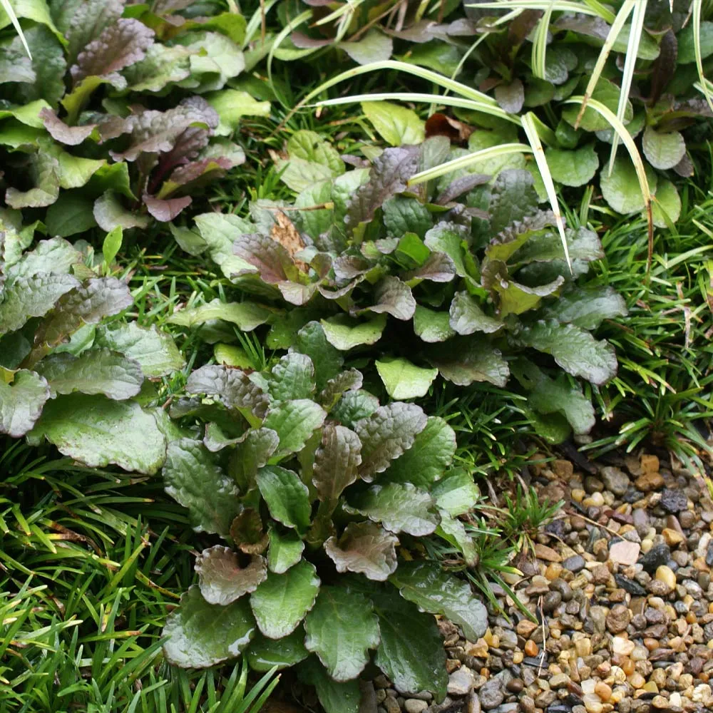 Ajuga Chocolate Chip