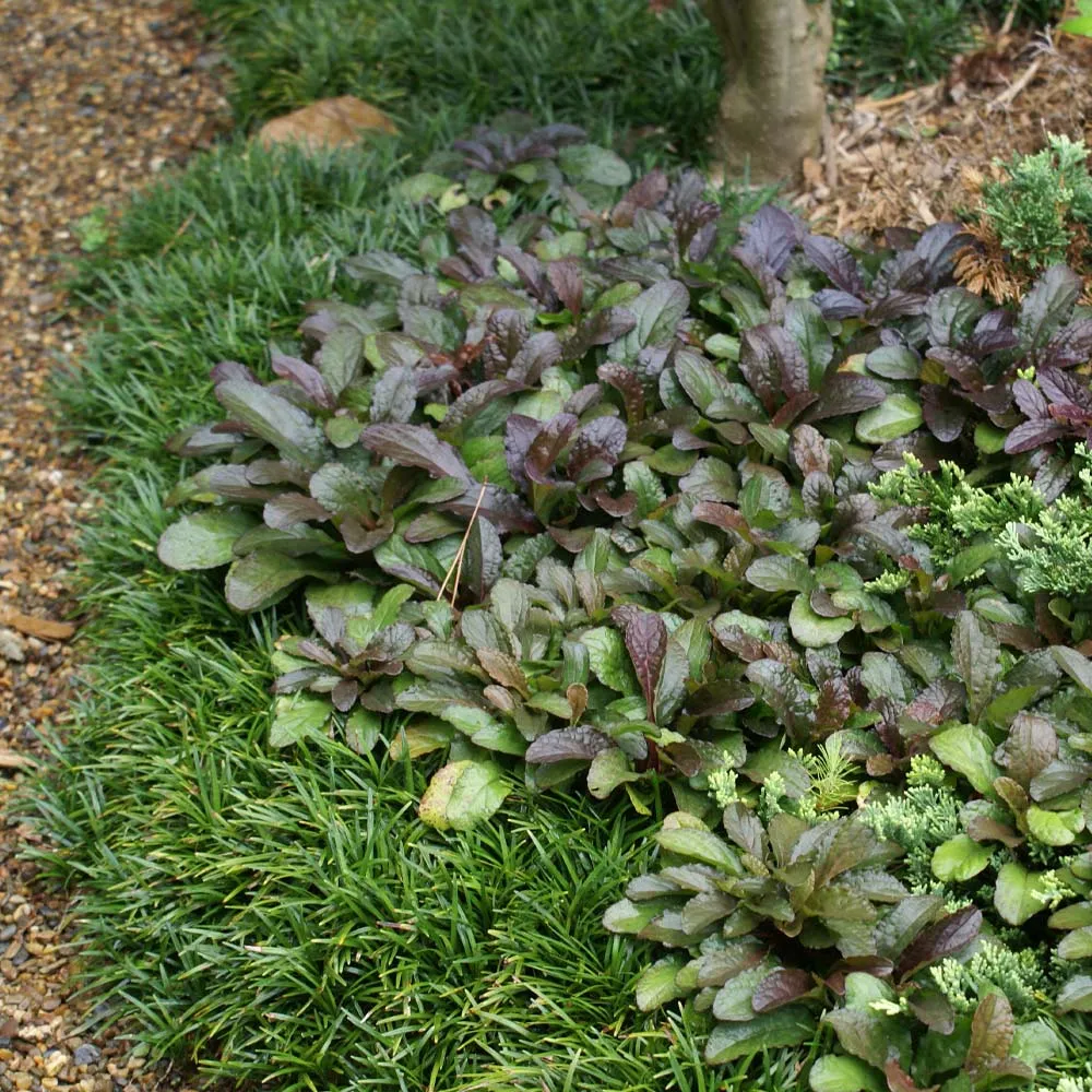 Ajuga Chocolate Chip