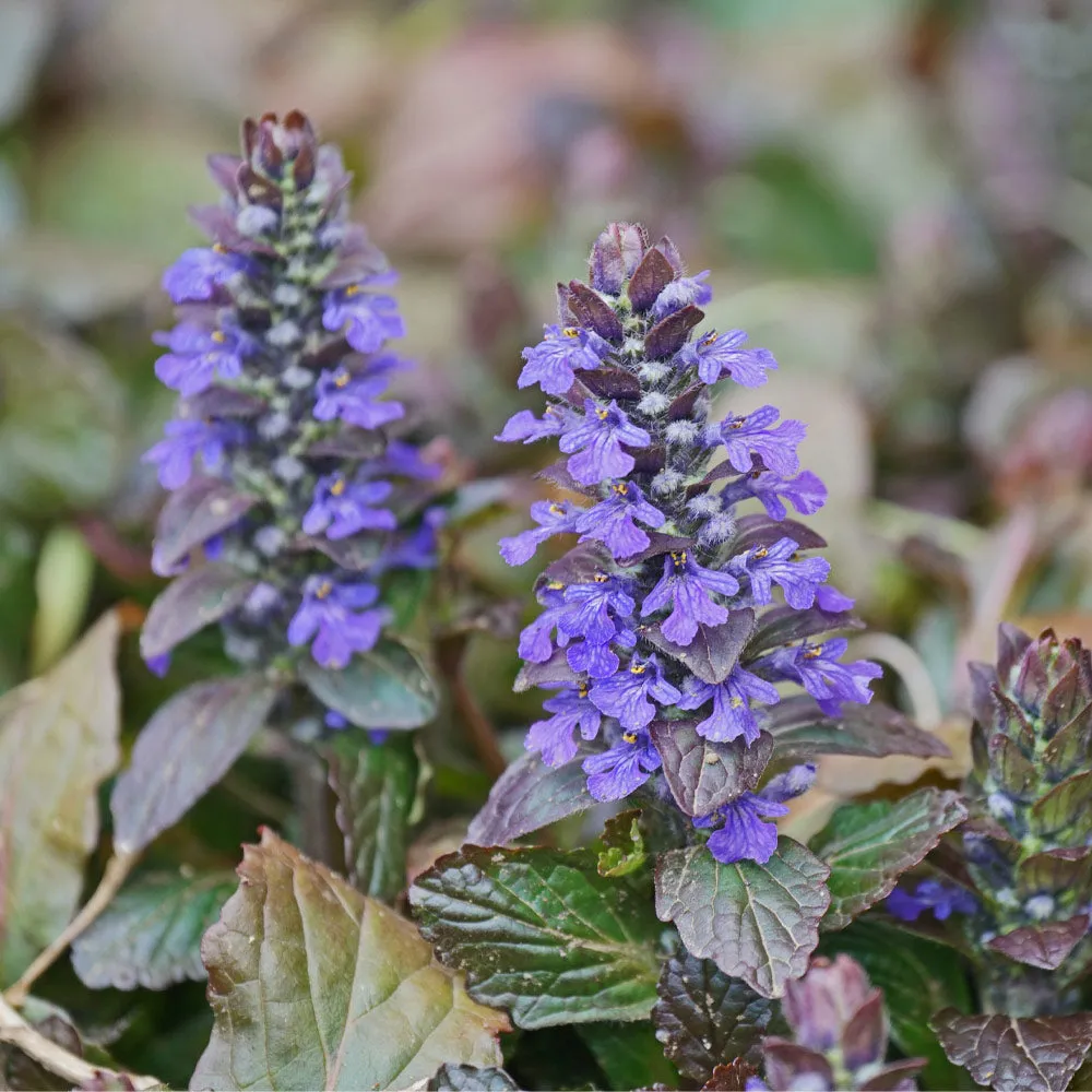 Ajuga Chocolate Chip