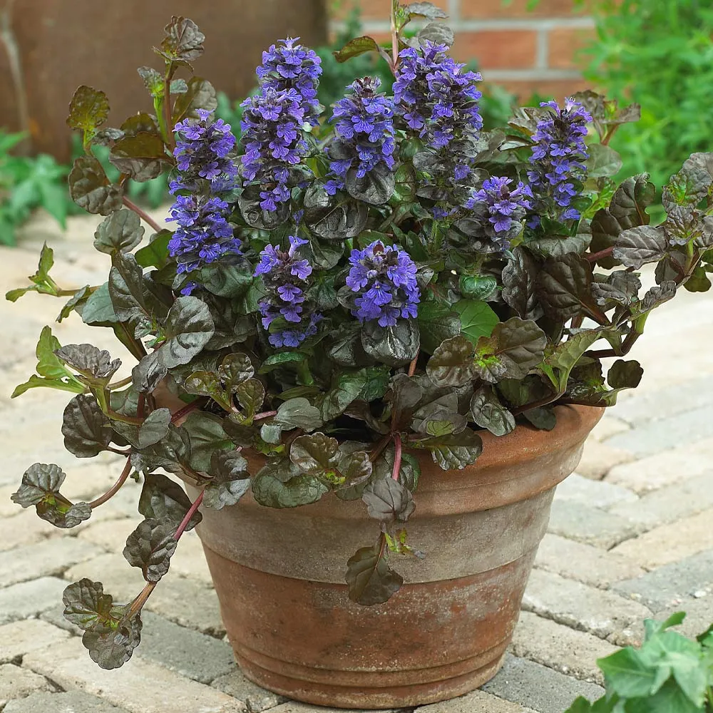 Ajuga Chocolate Chip