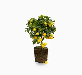 Dwarf Lemon Tree 50 – 70cm