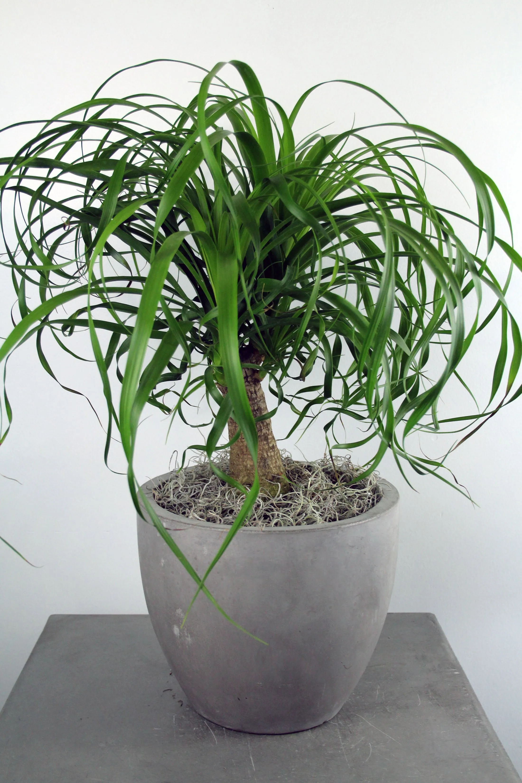 Green Plant in a Light Gray Cement Container