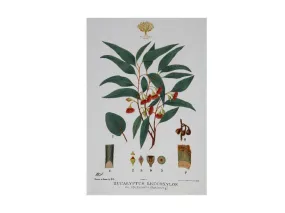 Maxwell & Williams Royal Botanic Garden Tea Towel 50x70cm Flowering Gum