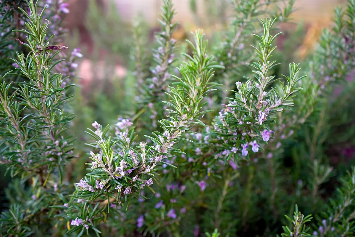 Tuscan Blue Rosemary